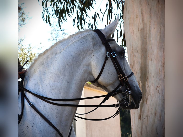 Lusitano Ogier 13 lat 167 cm Siwa in Ribamar