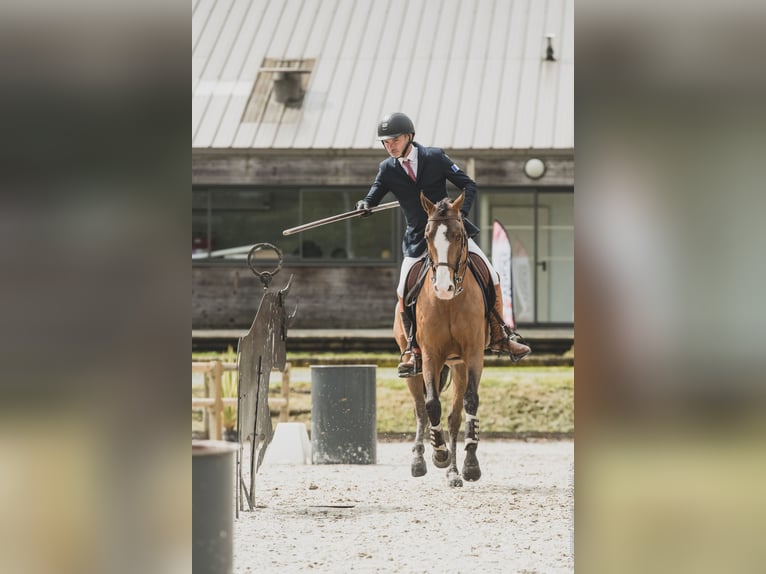 Lusitano Mix Ogier 14 lat 157 cm Ciemnogniada in Pompignac