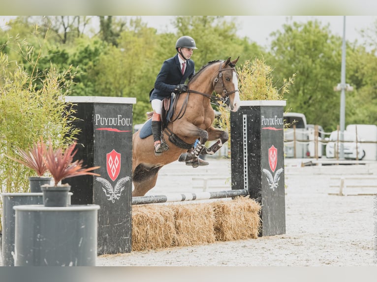 Lusitano Mix Ogier 14 lat 157 cm Ciemnogniada in Pompignac