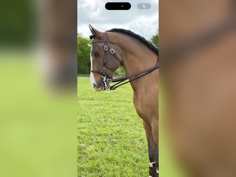 Lusitano Mix Ogier 14 lat 157 cm Ciemnogniada in Pompignac