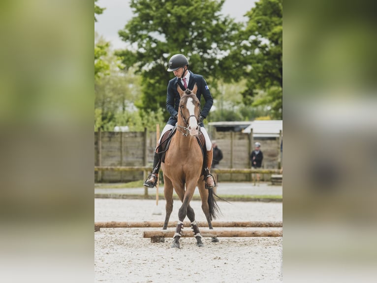 Lusitano Mix Ogier 14 lat 157 cm Ciemnogniada in Pompignac