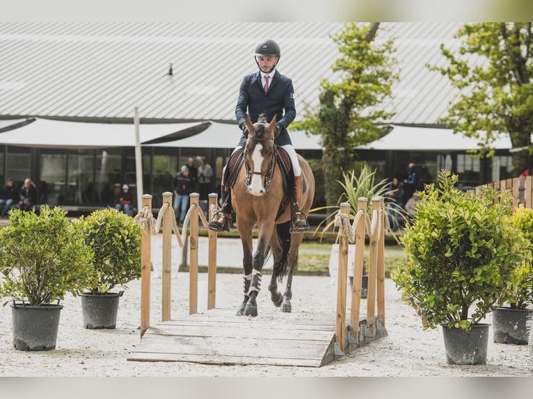 Lusitano Mix Ogier 14 lat 157 cm Ciemnogniada in Pompignac
