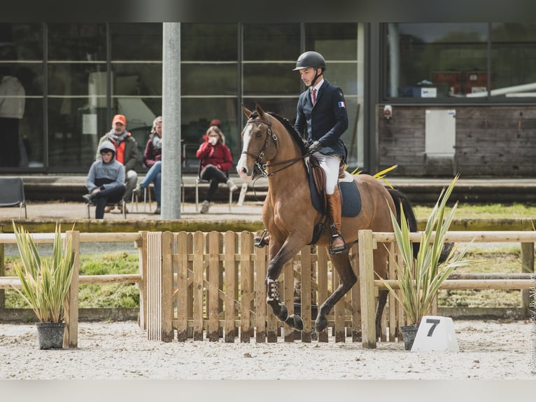 Lusitano Mix Ogier 14 lat 157 cm Ciemnogniada in Pompignac