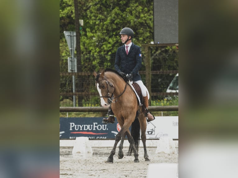 Lusitano Mix Ogier 14 lat 157 cm Ciemnogniada in Pompignac