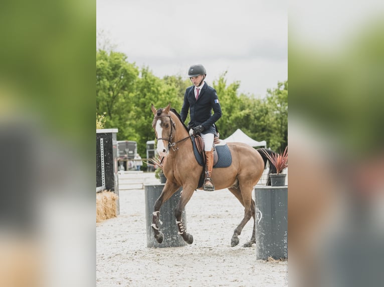 Lusitano Mix Ogier 14 lat 157 cm Ciemnogniada in Pompignac