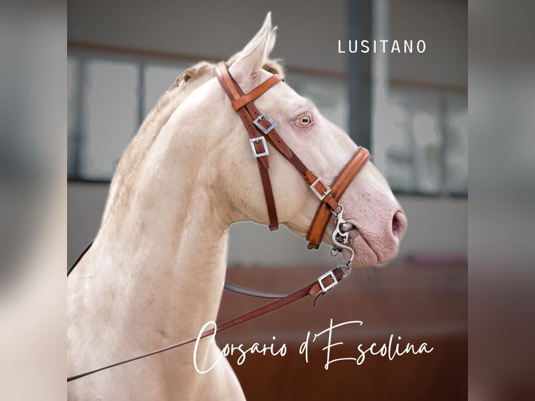 Lusitano Ogier 14 lat 158 cm Perlino in Saint Aubin