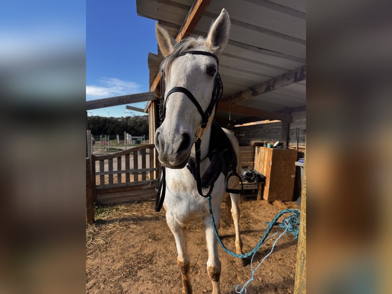 Lusitano Ogier 14 lat 160 cm Siwa in Fitou