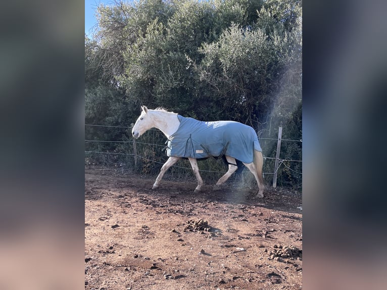 Lusitano Ogier 14 lat 160 cm Siwa in Fitou