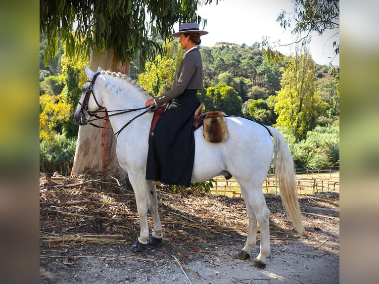 Lusitano Ogier 14 lat 167 cm Siwa in Ribamar