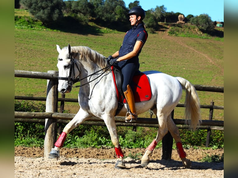 Lusitano Ogier 14 lat 167 cm Siwa in Ribamar