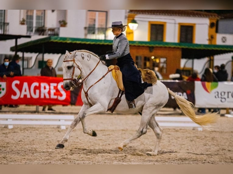 Lusitano Ogier 16 lat 161 cm Siwa in Rio Maior