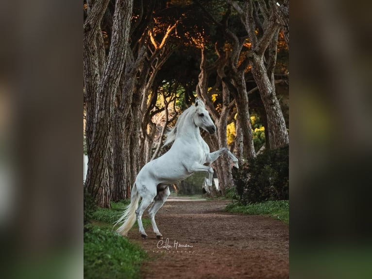 Lusitano Ogier 16 lat 161 cm Siwa in Rio Maior