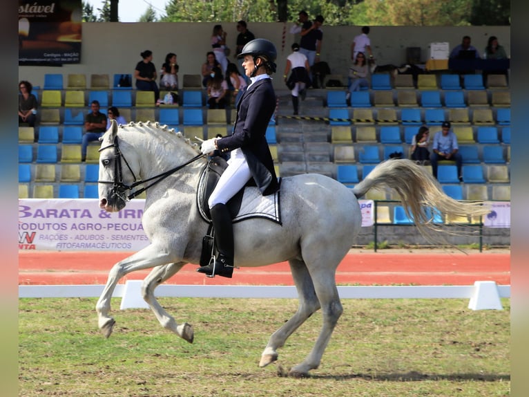 Lusitano Ogier 19 lat 160 cm Siwa in Ribamar
