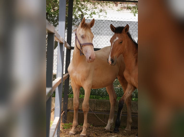 Lusitano Mix Ogier 1 Rok 147 cm Perlino in Rafelguaraf
