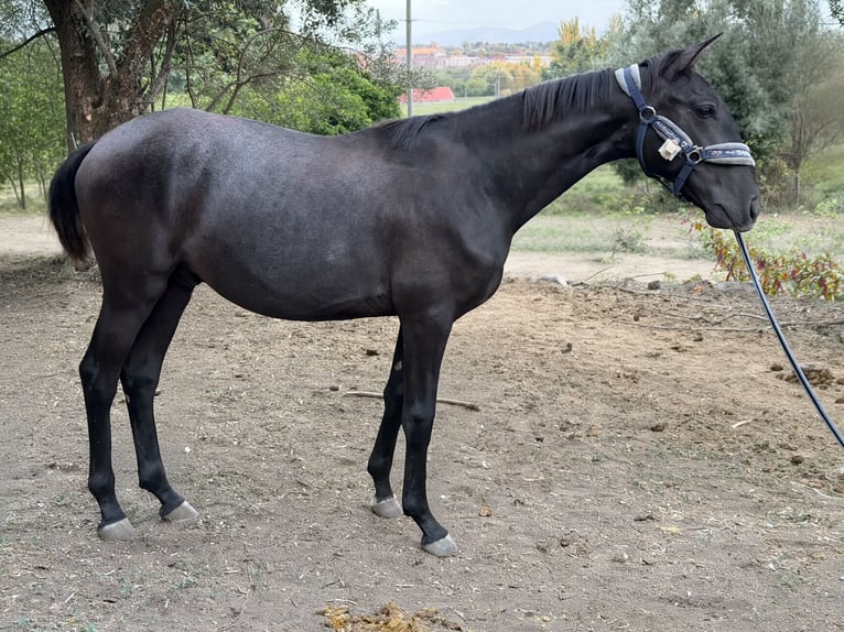 Lusitano Ogier 1 Rok 150 cm Siwa in Cabanas de Viriato