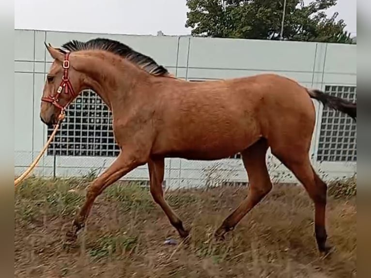 Lusitano Ogier 1 Rok 156 cm Bułana in Las Pi&#xF1;as