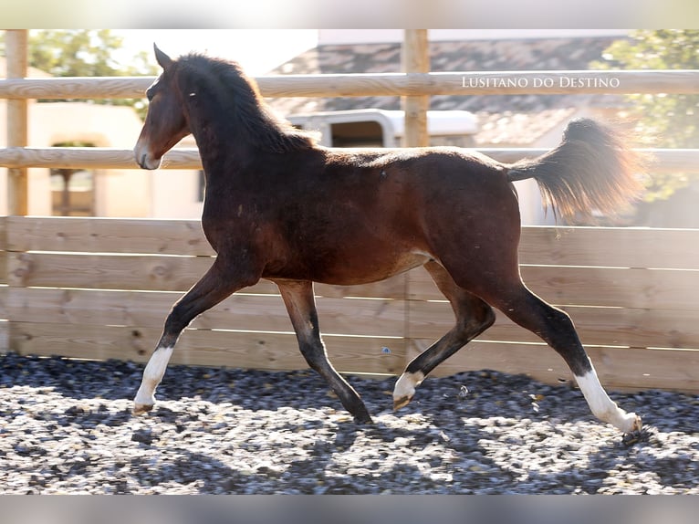 Lusitano Mix Ogier 1 Rok 160 cm Gniada in Générac
