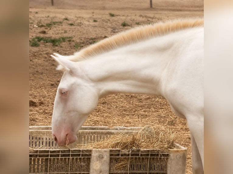 Lusitano Ogier 1 Rok 162 cm Cremello in Caldas da Rainha