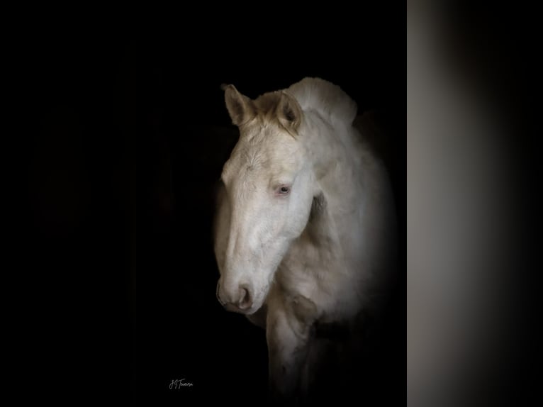 Lusitano Ogier 1 Rok 163 cm Cremello in Rio Maior