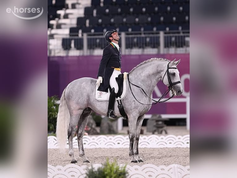 Lusitano Ogier 1 Rok 163 cm Siwa in Stockton, NJ