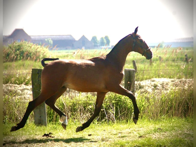 Lusitano Ogier 1 Rok 164 cm Gniada in Bredene