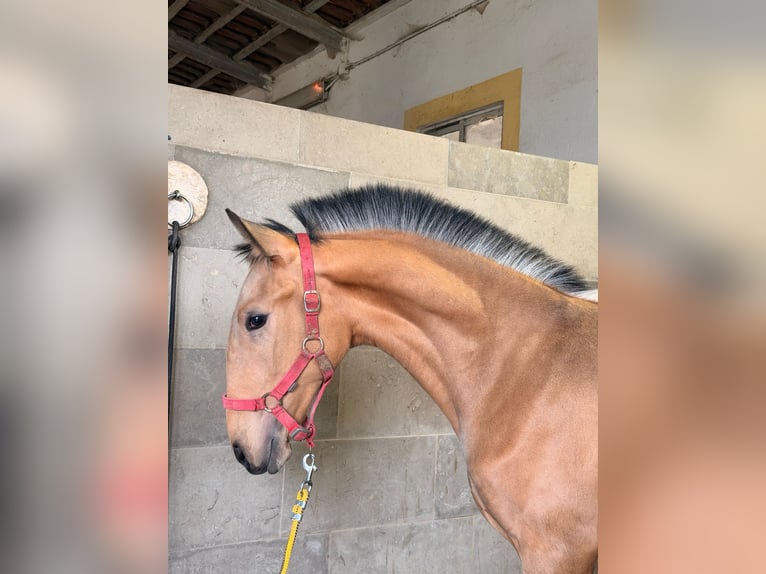 Lusitano Ogier 1 Rok 164 cm Jelenia in Caldas da Rainha