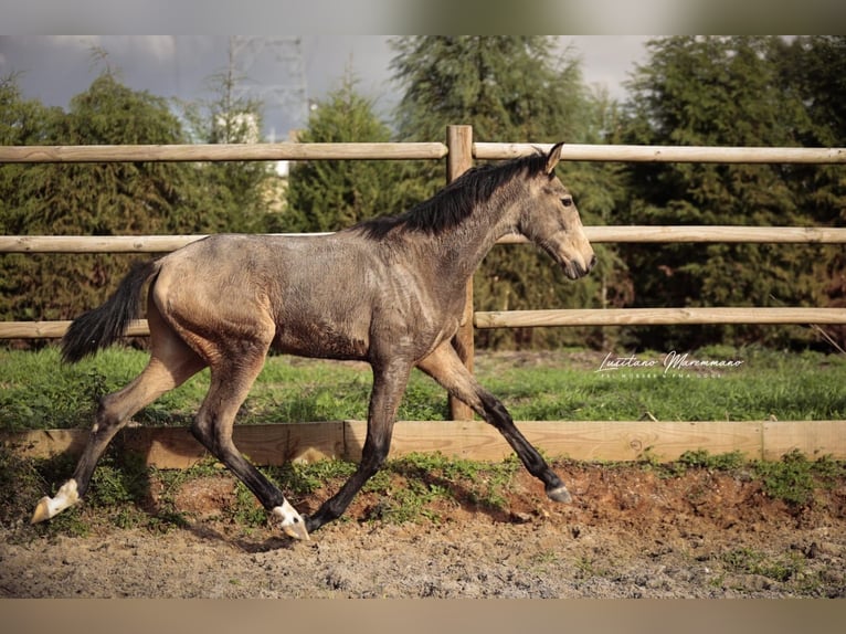Lusitano Ogier 1 Rok 164 cm Jelenia in RIO MAIOR