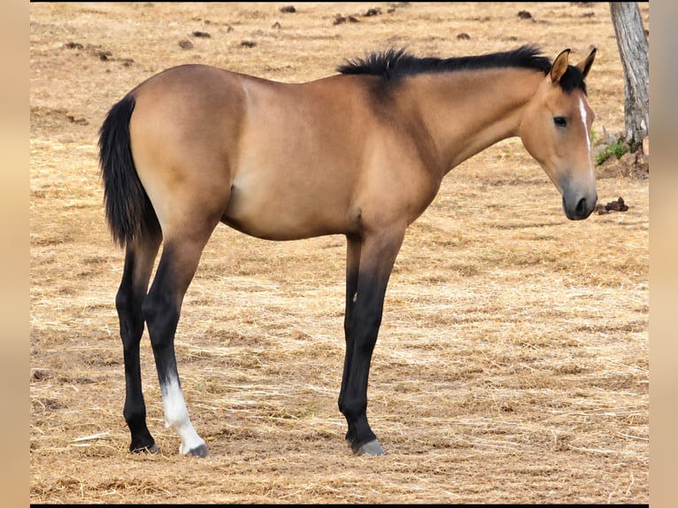 Lusitano Ogier 1 Rok 165 cm Bułana in Casa Henry  Pera