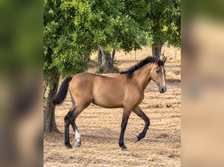 Lusitano Ogier 1 Rok 165 cm Bułana in Casa Henry  Pera