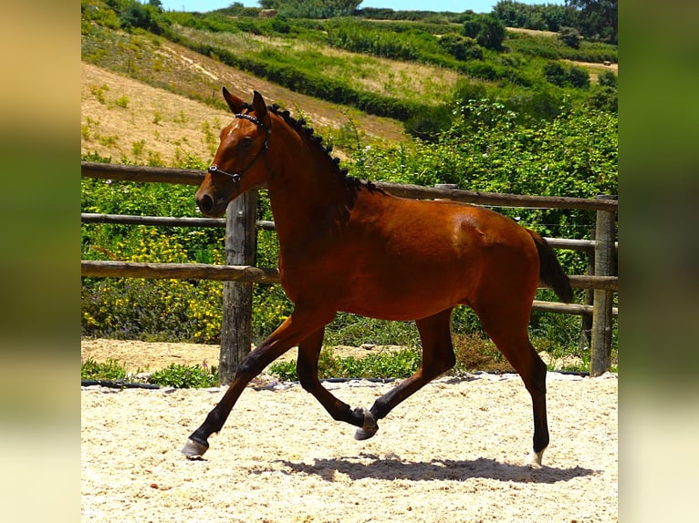 Lusitano Ogier 1 Rok 165 cm Gniada in Ribamar