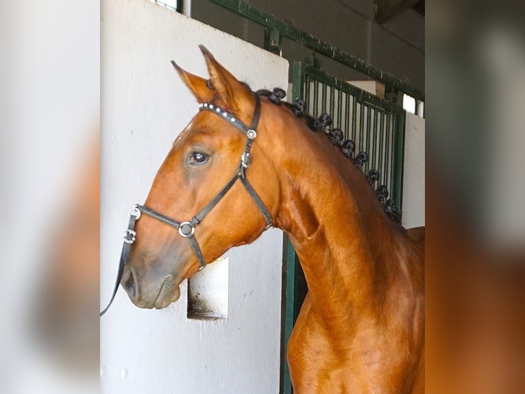 Lusitano Ogier 1 Rok 165 cm Gniada in Ribamar