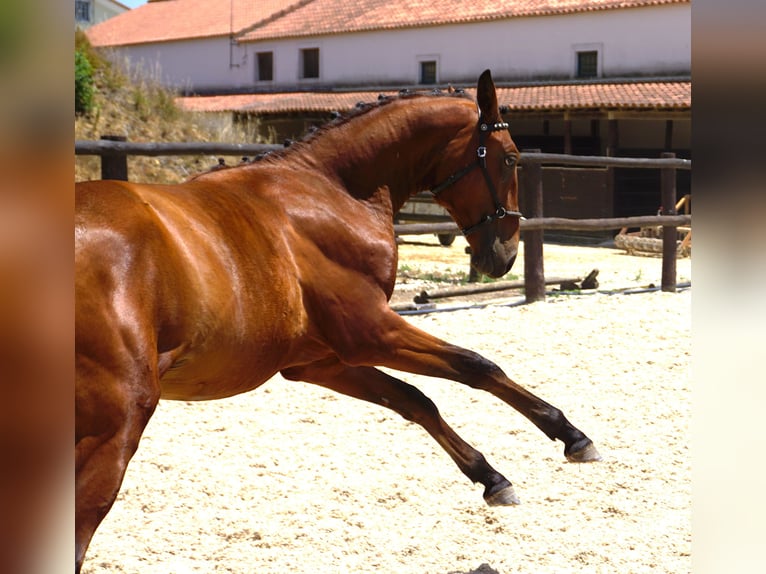 Lusitano Ogier 1 Rok 165 cm Gniada in Ribamar