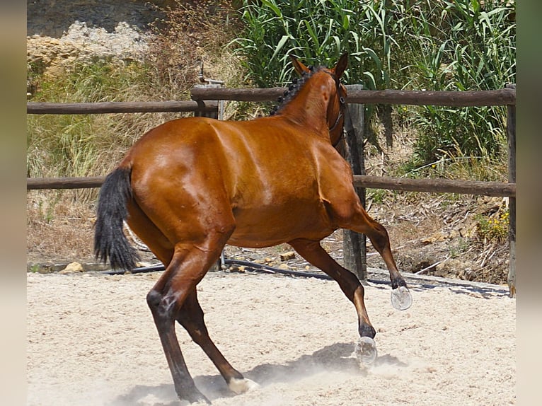 Lusitano Ogier 1 Rok 165 cm Gniada in Ribamar