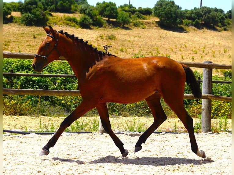 Lusitano Ogier 1 Rok 165 cm Gniada in Ribamar
