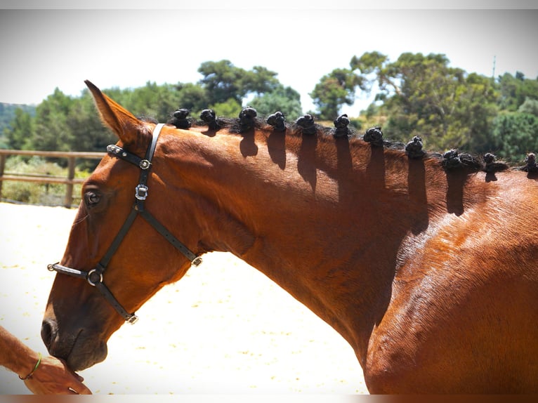 Lusitano Ogier 1 Rok 165 cm Gniada in Ribamar