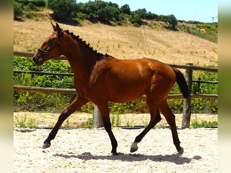 Lusitano Ogier 1 Rok 165 cm Gniada in Ribamar