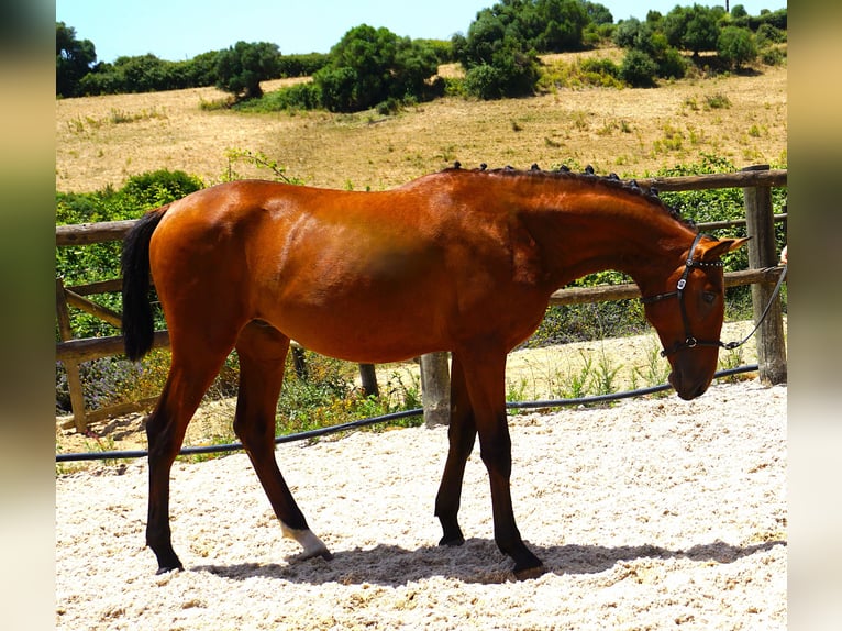 Lusitano Ogier 1 Rok 165 cm Gniada in Ribamar