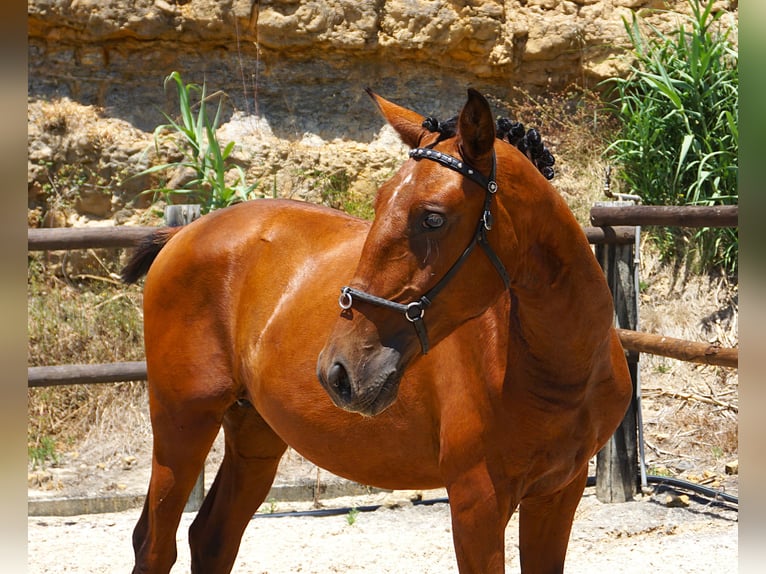 Lusitano Ogier 1 Rok 165 cm Gniada in Ribamar