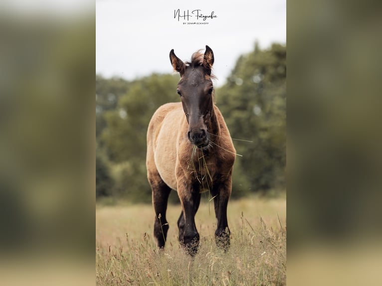 Lusitano Ogier 1 Rok 165 cm Kara in Lefitz