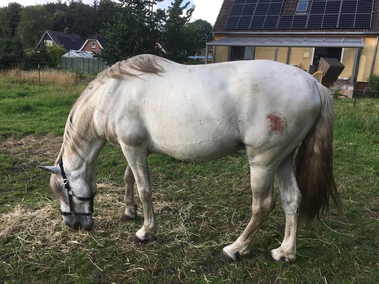 Lusitano Ogier 1 Rok 165 cm Siwa jabłkowita in Großvollstedt