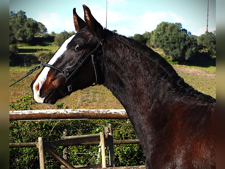 Lusitano Ogier 1 Rok 167 cm Ciemnogniada in Ribamar