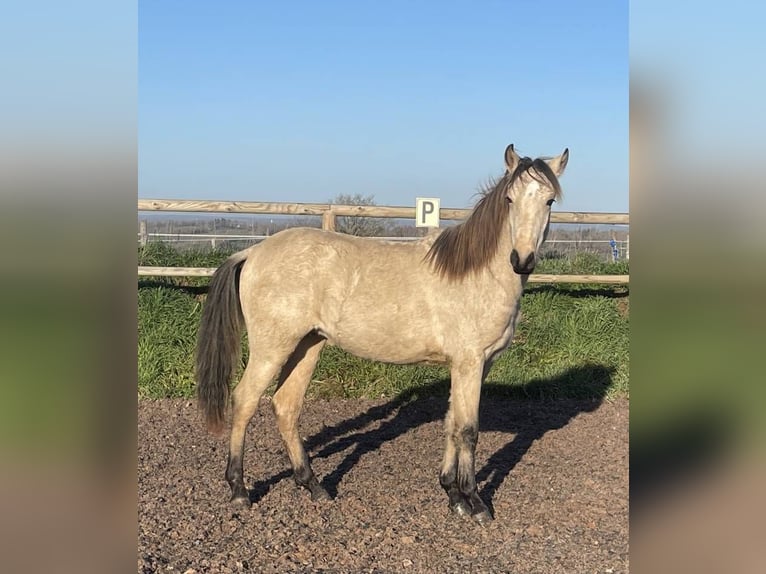 Lusitano Ogier 1 Rok Bułana in Saint Marcel en Marcillat