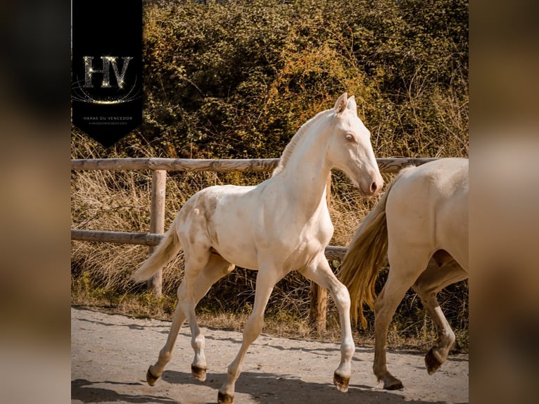 Lusitano Ogier 1 Rok Cremello in Marly-sous-Issy