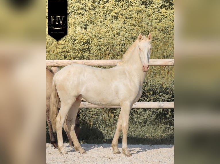Lusitano Ogier 1 Rok Cremello in Marly-sous-Issy