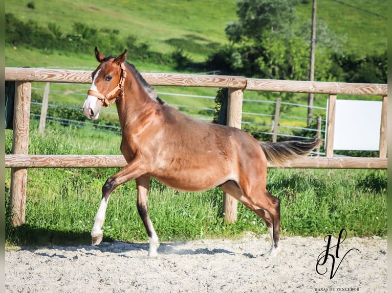 Lusitano Ogier 1 Rok Gniada in Marly-sous-Issy