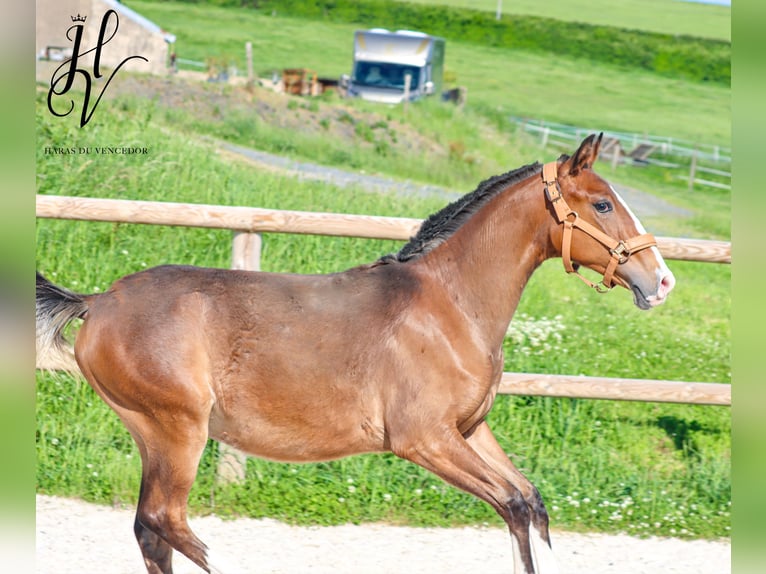 Lusitano Ogier 1 Rok Gniada in Marly-sous-Issy