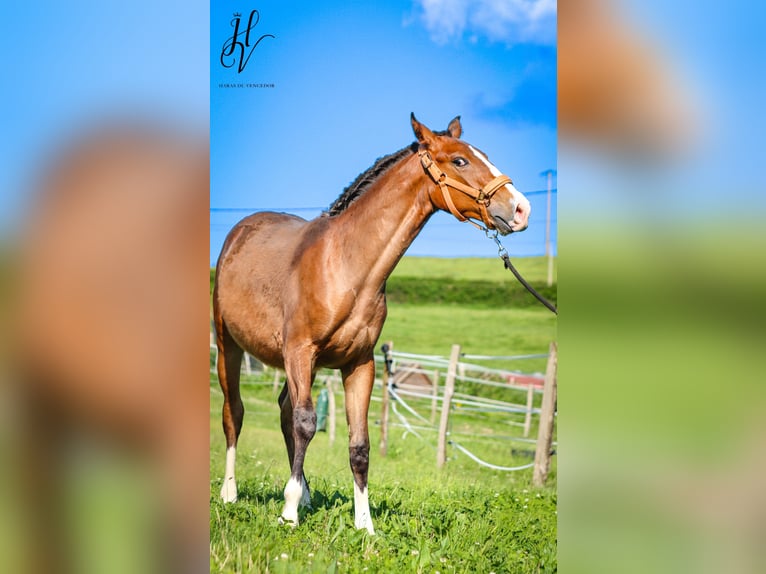 Lusitano Ogier 1 Rok Gniada in Marly-sous-Issy