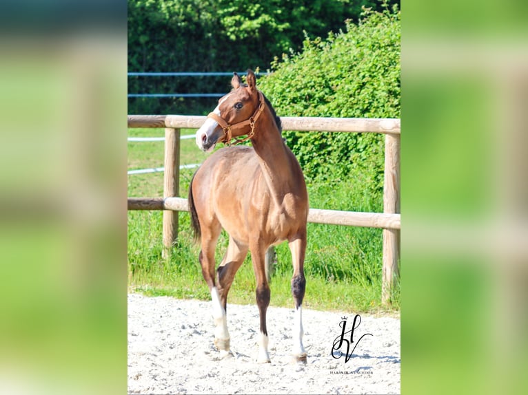 Lusitano Ogier 1 Rok Gniada in Marly-sous-Issy