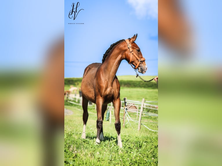 Lusitano Ogier 1 Rok Gniada in Marly-sous-Issy