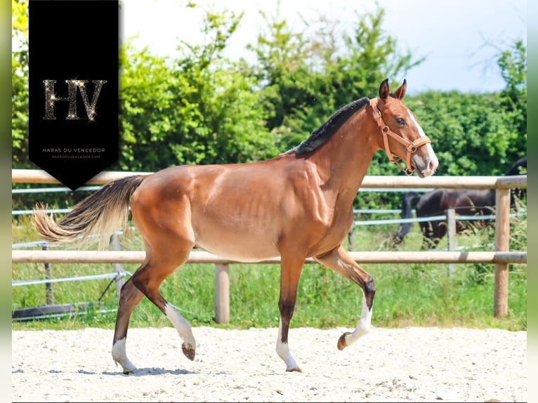 Lusitano Ogier 1 Rok Gniada in Marly-sous-Issy